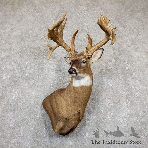 Whitetail Deer Shoulder Mount For Sale #19495 @ The Taxidermy Store