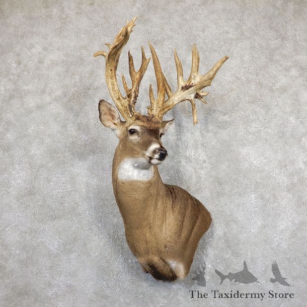 Whitetail Deer Shoulder Mount For Sale #19496 @ The Taxidermy Store