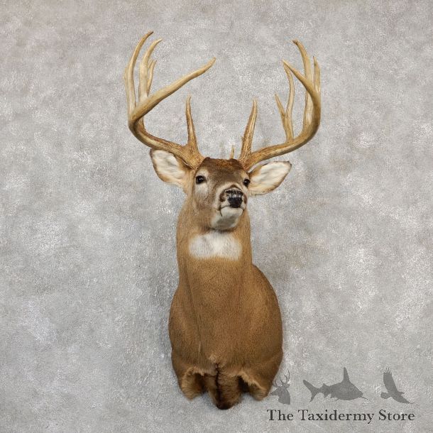 Whitetail Deer Shoulder Mount For Sale #19995 @ The Taxidermy Store