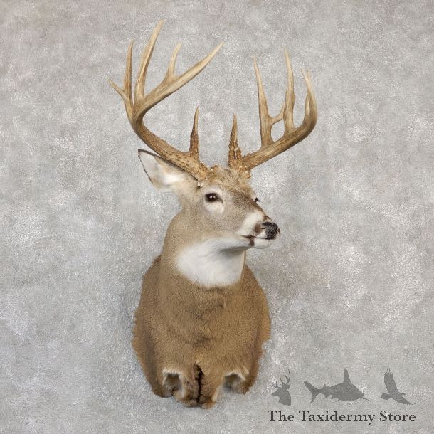 Whitetail Deer Shoulder Mount For Sale #19998 @ The Taxidermy Store