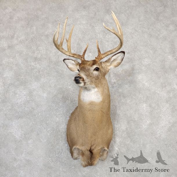 Whitetail Deer Shoulder Mount For Sale #20002 @ The Taxidermy Store