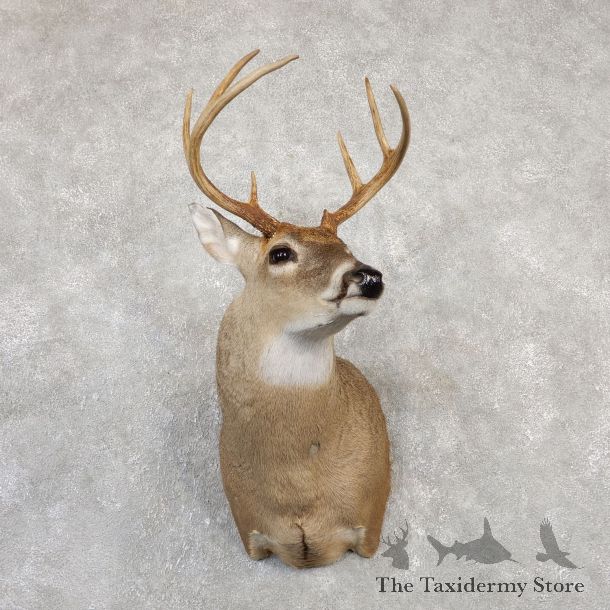 Whitetail Deer Shoulder Mount For Sale #20004 @ The Taxidermy Store