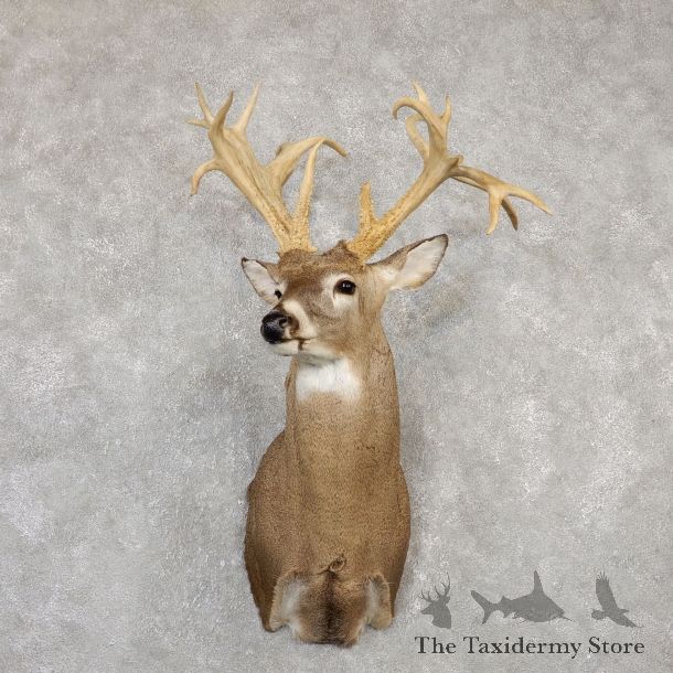 Whitetail Deer Shoulder Mount For Sale #20009 @ The Taxidermy Store