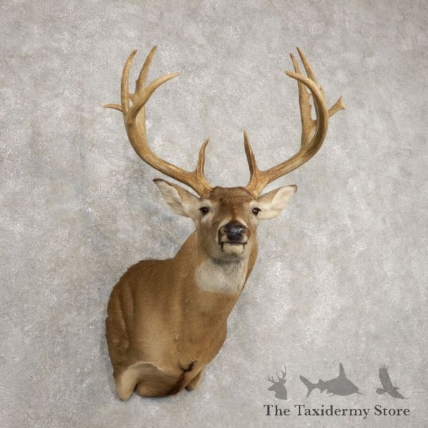 Whitetail Deer Shoulder Mount For Sale #20480 @ The Taxidermy Store