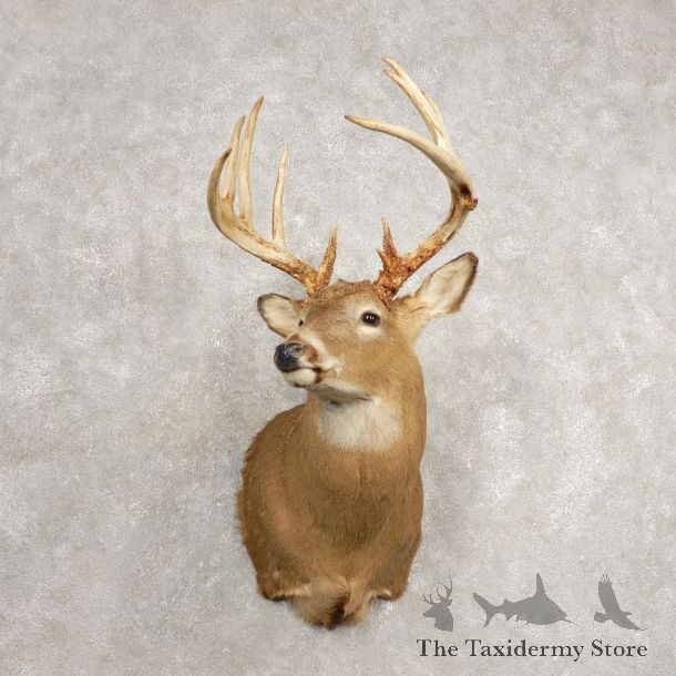 Whitetail Deer Shoulder Mount For Sale #20483 @ The Taxidermy Store