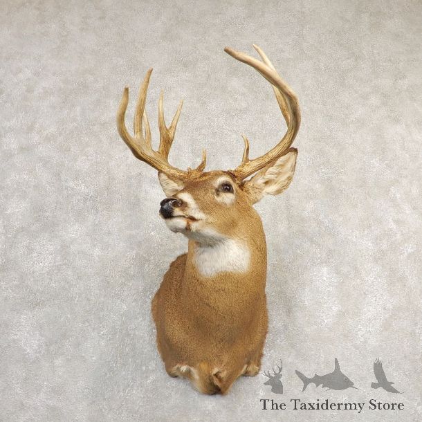Whitetail Deer Shoulder Mount For Sale #20830 @ The Taxidermy Store