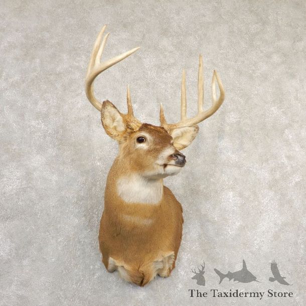 Whitetail Deer Shoulder Mount For Sale #20831 @ The Taxidermy Store