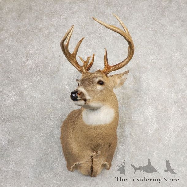 Whitetail Deer Shoulder Mount For Sale #21080 @ The Taxidermy Store