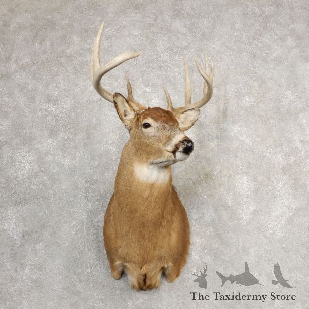 Whitetail Deer Shoulder Mount For Sale #21082 @ The Taxidermy Store