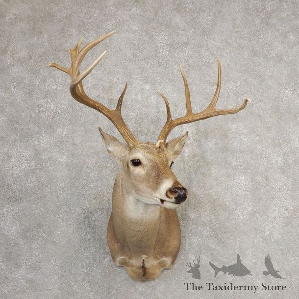 Whitetail Deer Shoulder Mount For Sale #21085 @ The Taxidermy Store