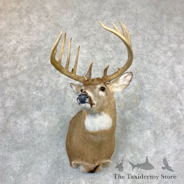 Whitetail Deer Shoulder Mount For Sale #23382 @ The Taxidermy Store