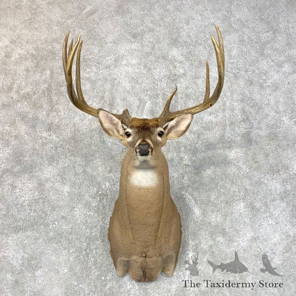 Whitetail Deer Shoulder Mount For Sale #23981 @ The Taxidermy Store