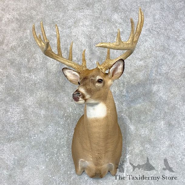 Whitetail Deer Shoulder Mount For Sale #23982 @ The Taxidermy Store