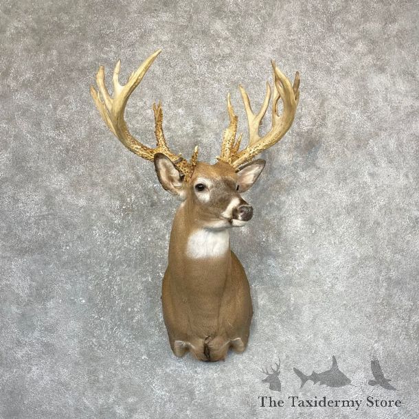 Whitetail Deer Shoulder Mount For Sale #24371 @ The Taxidermy Store