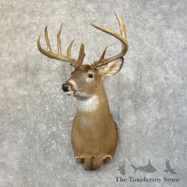 Whitetail Deer Shoulder Mount For Sale #25191 @ The Taxidermy Store
