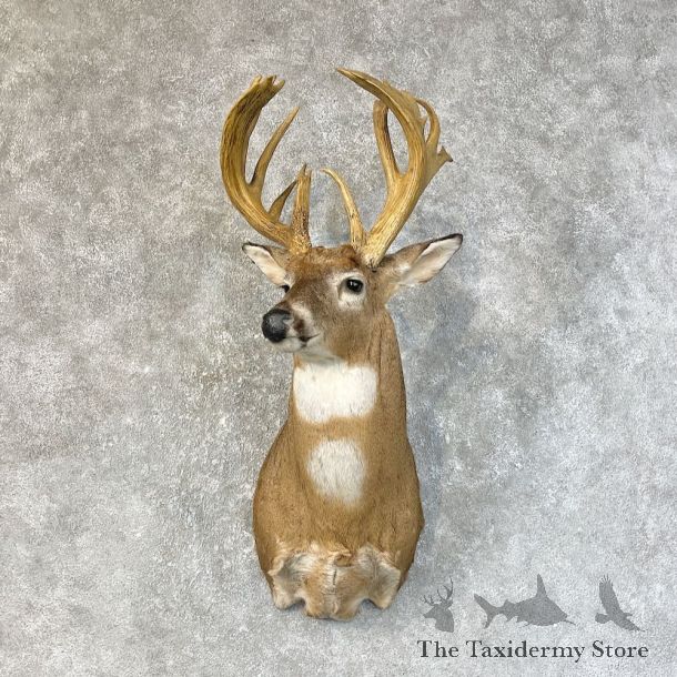Whitetail Deer Shoulder Mount For Sale #25220 @ The Taxidermy Store