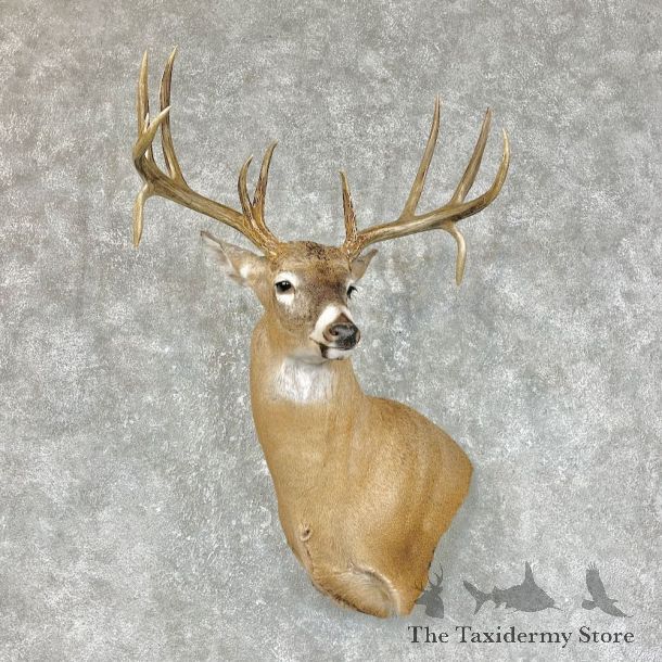 Whitetail Deer Shoulder Mount For Sale #25310 @ The Taxidermy Store