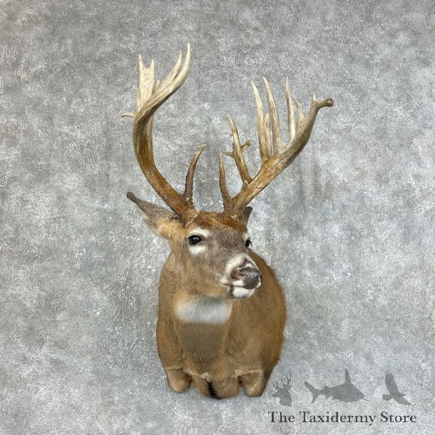 Whitetail Deer Shoulder Mount For Sale #25466 @ The Taxidermy Store