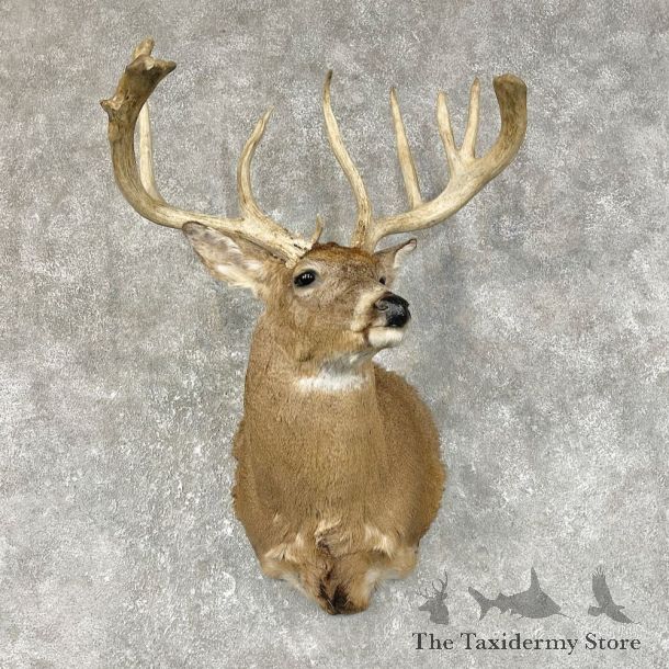 Whitetail Deer Shoulder Mount #25496 For Sale - The Taxidermy Store