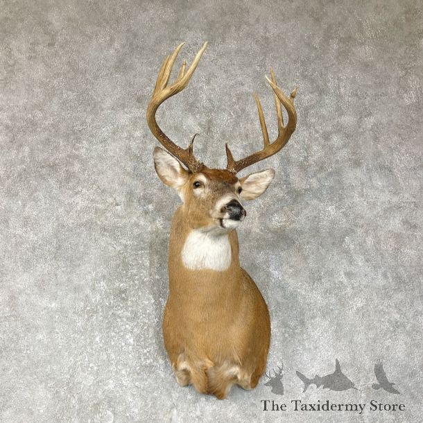 Whitetail Deer Shoulder Mount #25636 For Sale - The Taxidermy Store