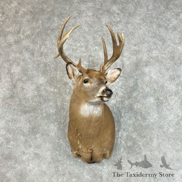 Whitetail Deer Shoulder Mount #25729 For Sale - The Taxidermy Store