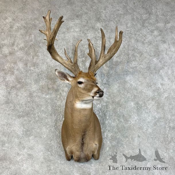 Whitetail Deer Shoulder Mount For Sale #25730 @ The Taxidermy Store