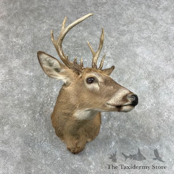 Whitetail Deer Shoulder Mount #25783 For Sale - The Taxidermy Store