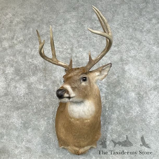 Whitetail Deer Shoulder Mount #25790 For Sale - The Taxidermy Store