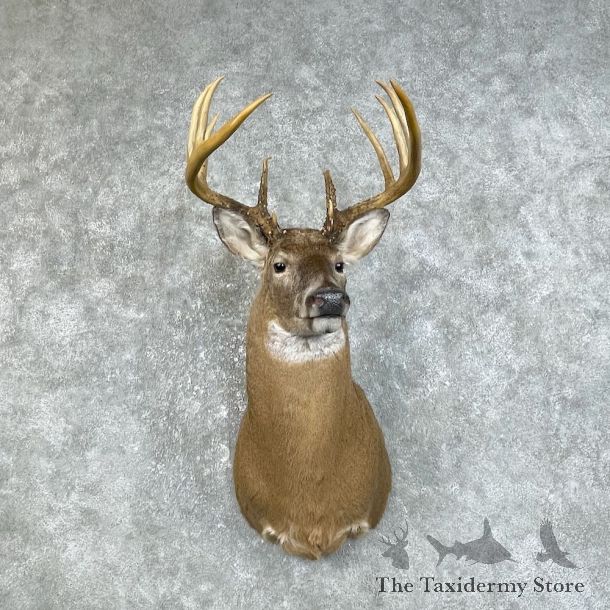Whitetail Deer Shoulder Mount #25827 For Sale - The Taxidermy Store