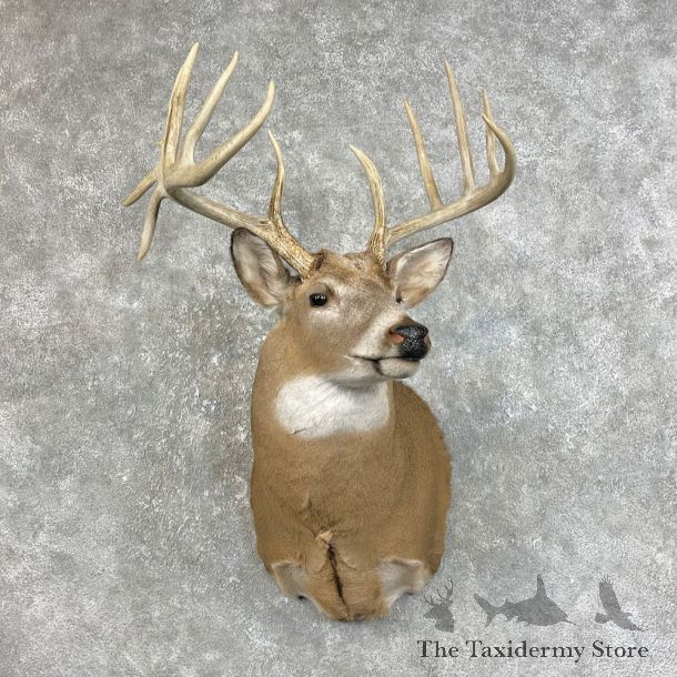 Whitetail Deer Shoulder Mount #25828 For Sale - The Taxidermy Store