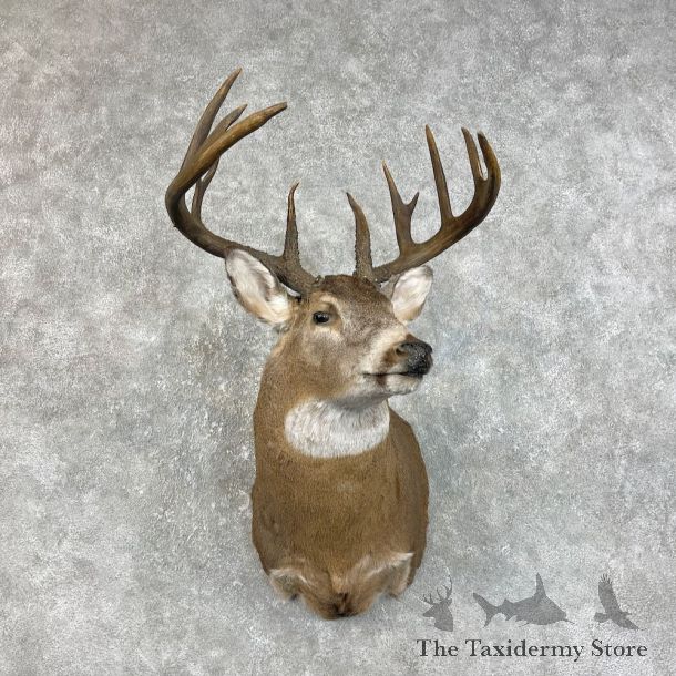 Whitetail Deer Shoulder Mount For Sale #25829 - The Taxidermy Store
