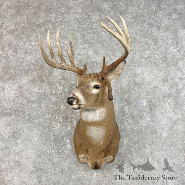 Whitetail Deer Shoulder Mount For Sale #25833 @ The Taxidermy Store