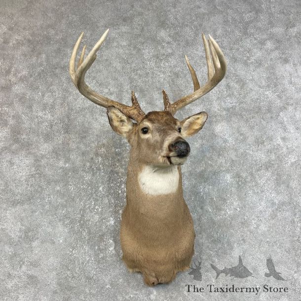 Whitetail Deer Taxidermy Shoulder Mount For Sale #25836 @ The Taxidermy Store