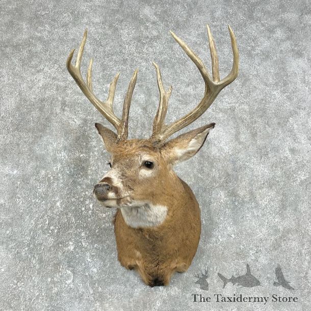 Whitetail Deer Shoulder Mount For Sale #25872 @ The Taxidermy Store