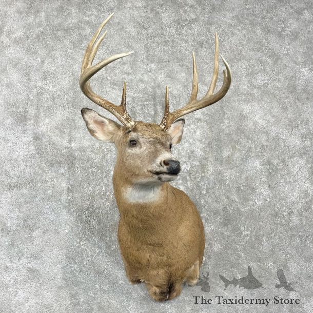 Whitetail Deer Shoulder Mount For Sale #25980 @ The Taxidermy Store