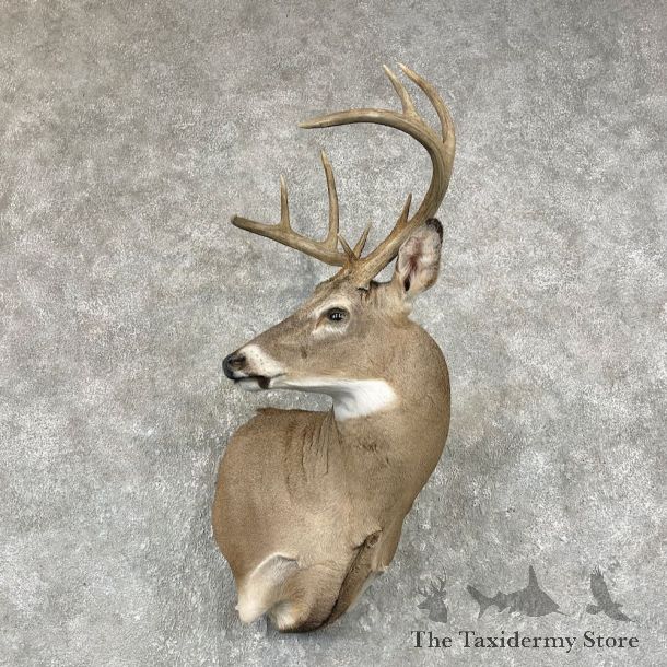 Whitetail Deer Shoulder Mount For Sale #26040 @ The Taxidermy Store
