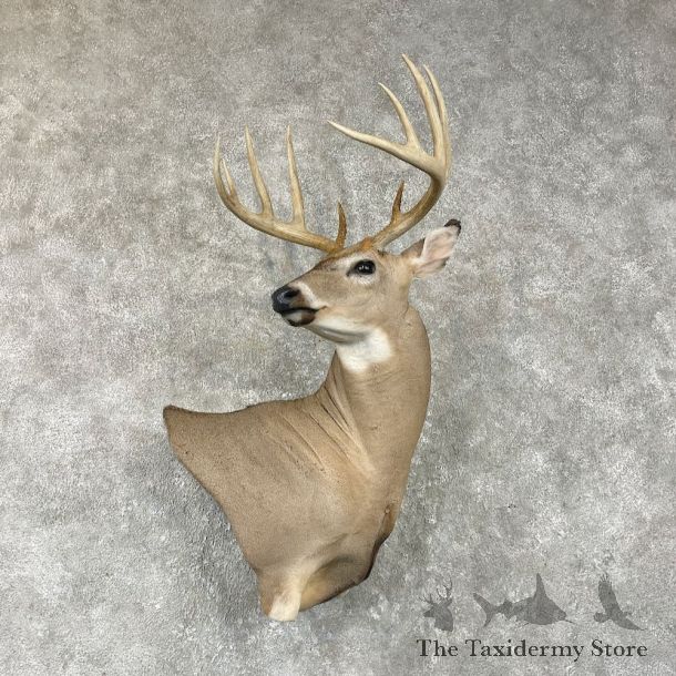 Whitetail Deer Shoulder Mount For Sale #26041 @ The Taxidermy Store