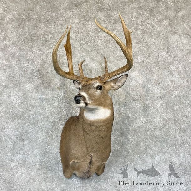 Whitetail Deer Shoulder Mount For Sale #26315 @ The Taxidermy Store