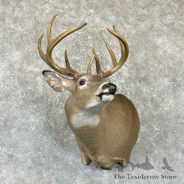 Whitetail Deer Shoulder Mount For Sale #26317 @ The Taxidermy Store