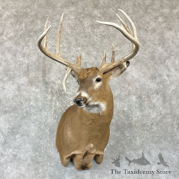 Whitetail Deer Shoulder Mount For Sale #26321 @ The Taxidermy Store