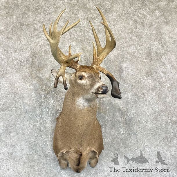 Whitetail Deer Shoulder Mount For Sale #26322 @ The Taxidermy Store