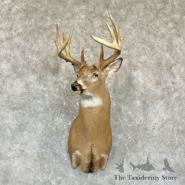 Whitetail Deer Shoulder Mount For Sale #26327 @ The Taxidermy Store