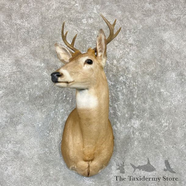 Whitetail Deer Shoulder Mount For Sale #26716 - The Taxidermy Store