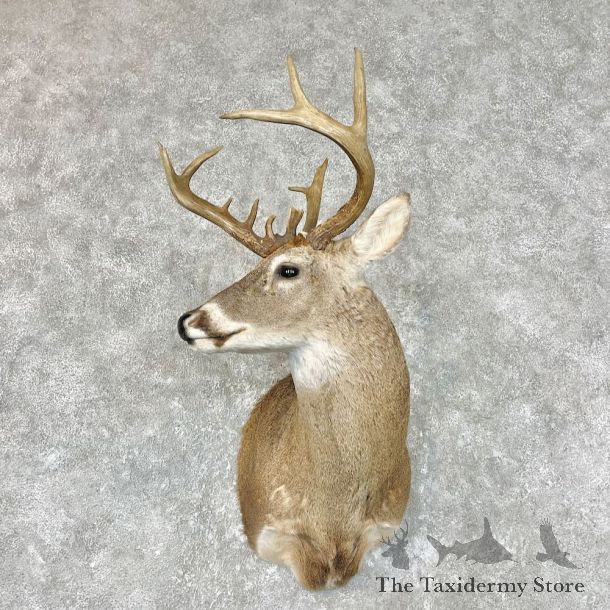 Whitetail Deer Shoulder Mount For Sale #26761 @ The Taxidermy Store