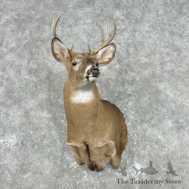 Whitetail Deer Shoulder Mount For Sale #26798 @ The Taxidermy Store