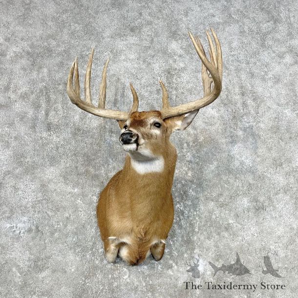 Whitetail Deer Shoulder Mount For Sale #26799 @ The Taxidermy Store