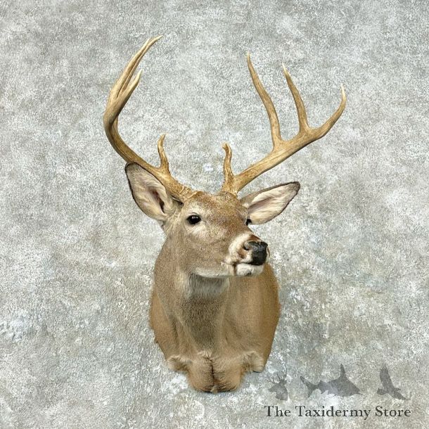 Whitetail Deer Shoulder Mount For Sale #26802 @ The Taxidermy Store