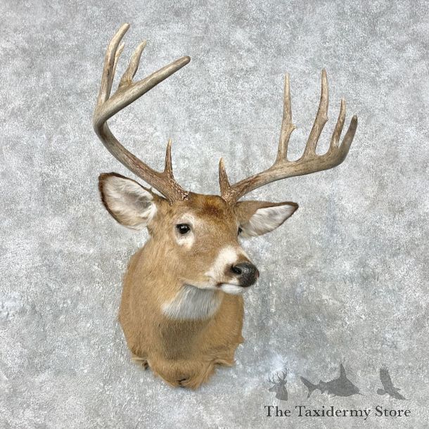 Whitetail Deer Shoulder Mount For Sale #26816 @ The Taxidermy Store