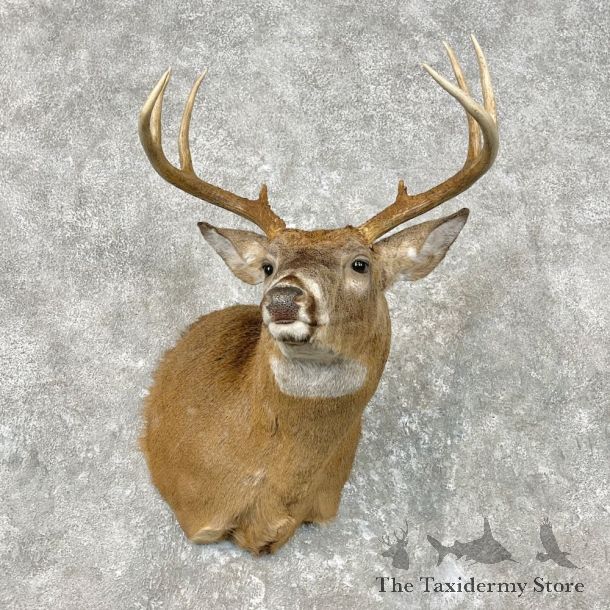 Whitetail Deer Shoulder Mount For Sale #26817 @ The Taxidermy Store