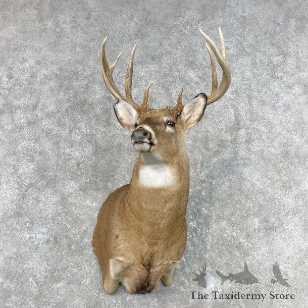 Whitetail Deer Shoulder Mount For Sale #26819 - The Taxidermy Store